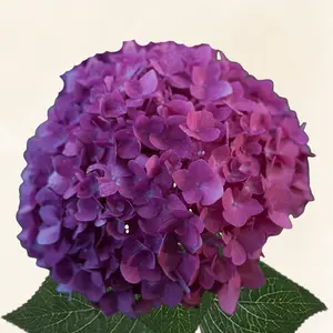 Hydrangeas Fresh Dutch Dark Purple Grade 6-6.5" Diameter 60-65 cm Stem Full Pack 30 Stems Year-Round Availability 5-8 Days Vase Life