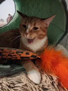 Crunch Crazy Silvervine & Catnip Feather Kickers