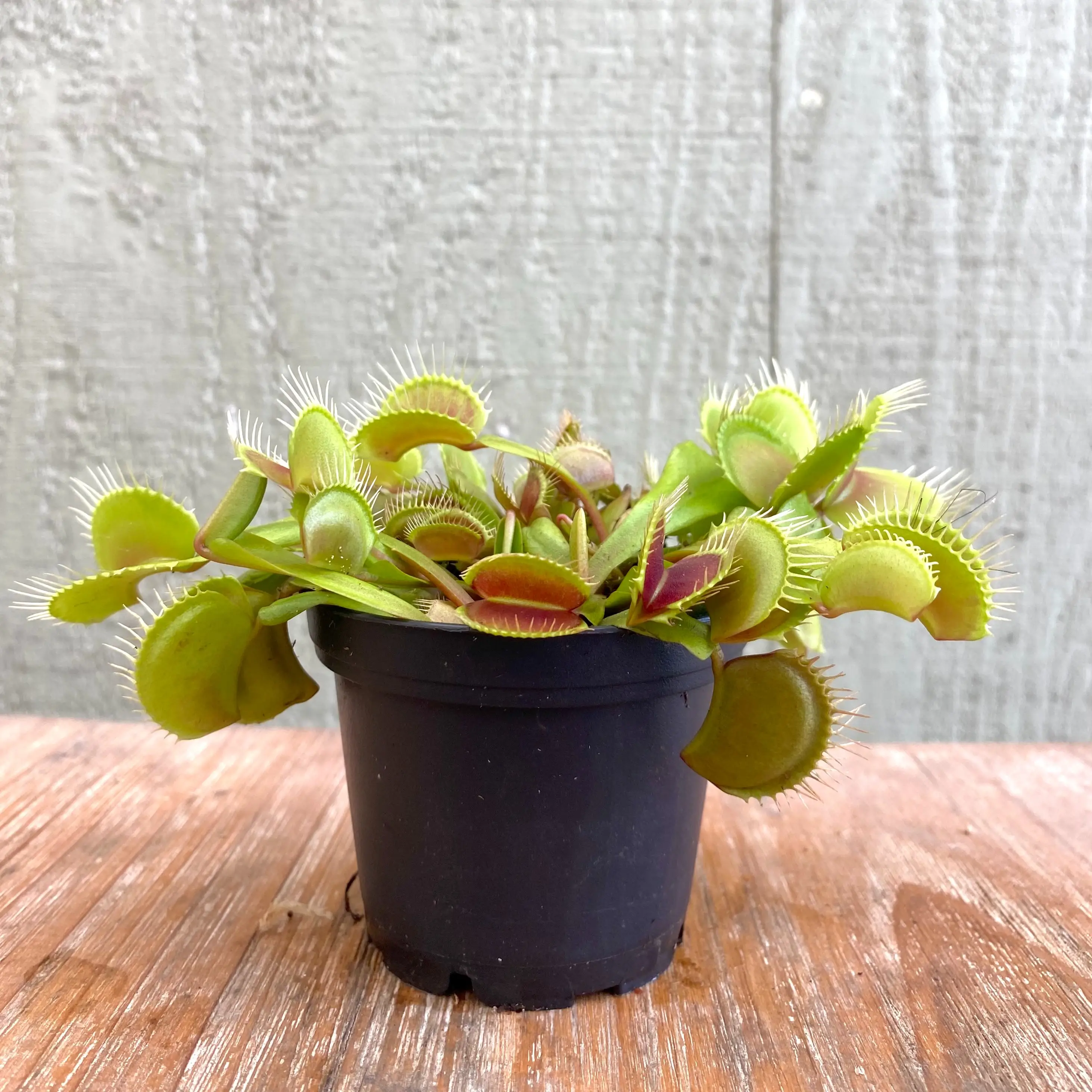 Flytrap Plant - Fully-Grown - Bug-Eating Carnivorous Plant - Live Arrival - 3" Pot - Predatory Plants