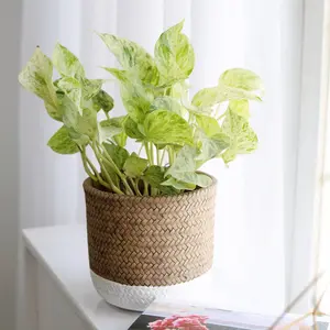 Pothos 'Marble Queen'