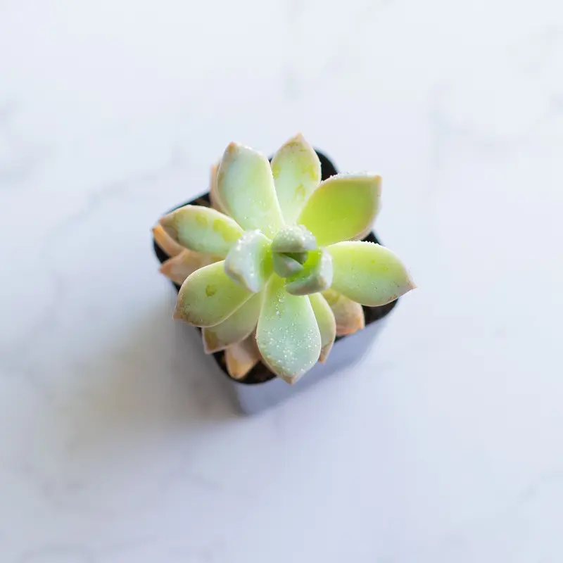 succulent plant Rainbow Succulent Bundle - 9 Colorful Live Succulents Cuttings - Assorted  Varieties for Plant Lovers