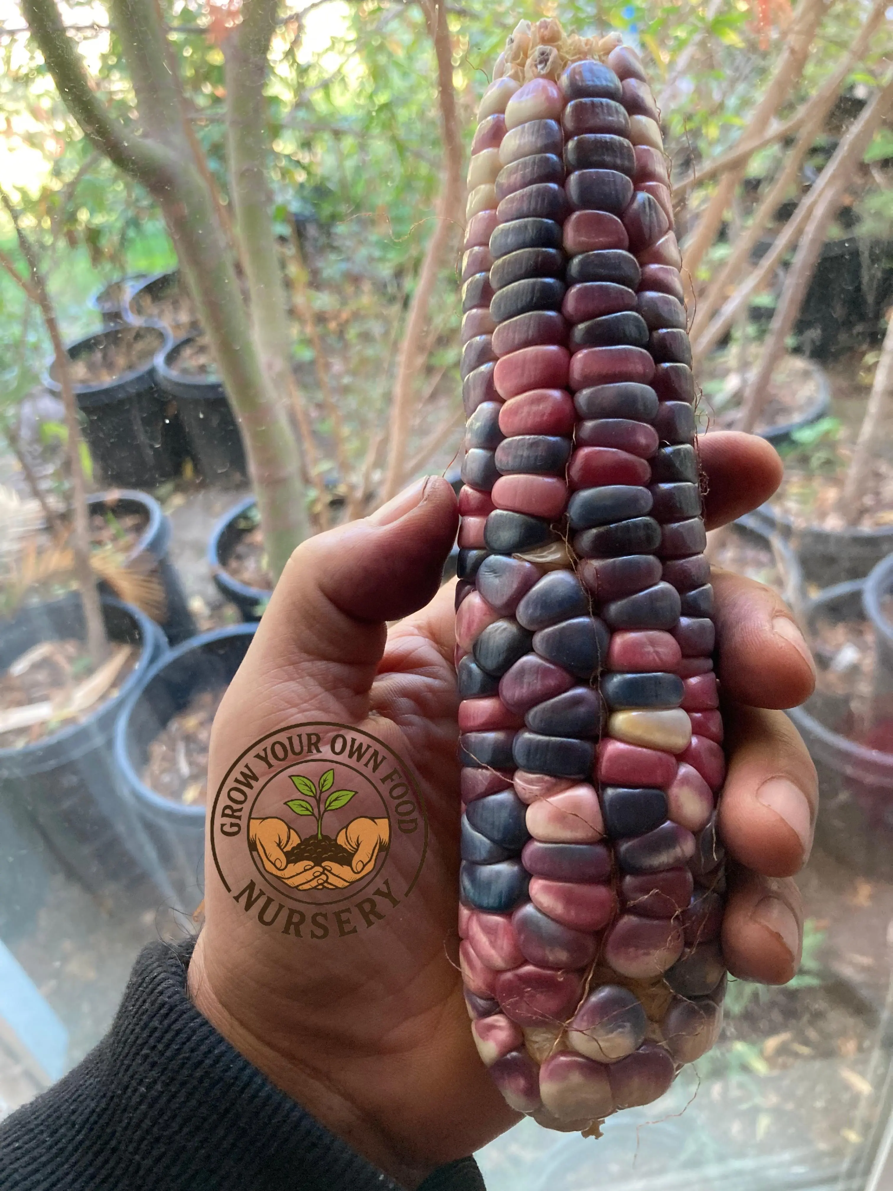 Open Pollinated Heirloom Hominy Corn Vegetable Seeds - 50 Non-GMO Home Planting Garden Supplies (Elote Pozolero Seeds), Home Planting Seeds