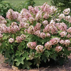 Munchkin Oakleaf Hydrangea