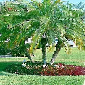 Dwarf Pygmy Date Palm Tree Seeds (Phoenix roebelinii) Great Indoor Houseplant - 10 Seeds