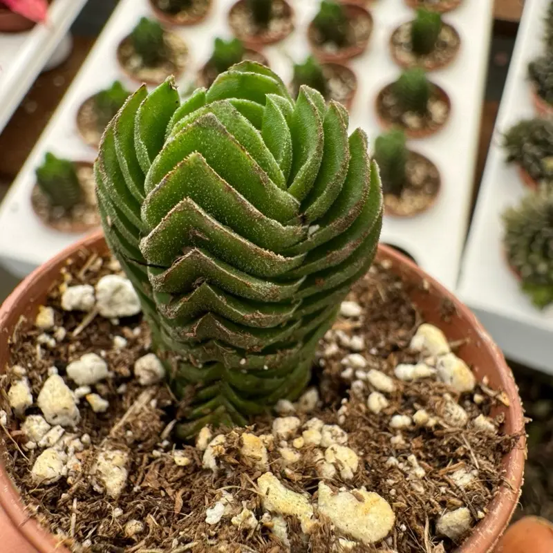 thumbnail image 2 of Jatropha Collection – Rare Exotic Succulent Cacti – 4 Live Plants, Collector Combo 2 of 5