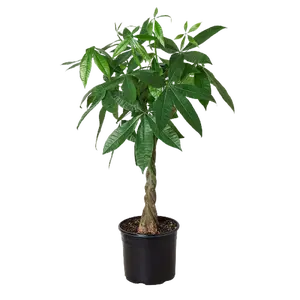 Money Tree 'Guiana Chestnut' Pachira Braid - 10" Pot