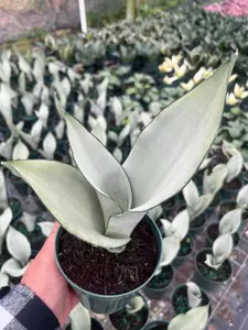 Moonshine Snake Plant: Rare Silvery Green Sansevieria - Easy Care 4" Pot