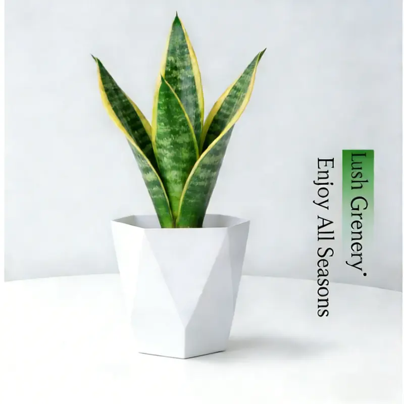 what are the benefits of snake plants - TikTok Shop