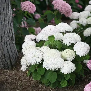 5 Wee White Hydrangea Seeds- Perennial Flower Seeds, Ideal for Pots and Borders, Easy to Grow, Cottage Garden Favorite, Premium Seeds for Planting, Plant Seeds for Outdoors, Flower Seeds for Garden