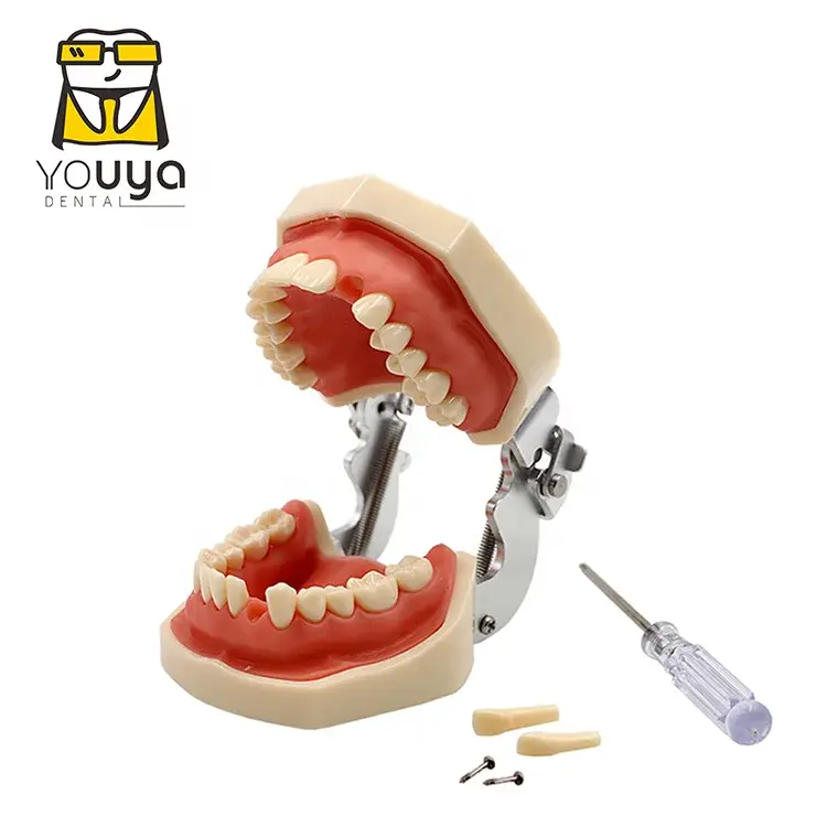 Nissin Typodont Study Cavity Preparation Dental Model