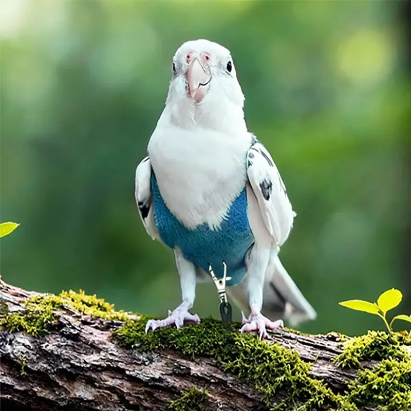 Bird Flight Harness Vest, Parrot Flying Kit with Leash, Handle, Suitable for Small Parrots, Outdoor Training Gear, Bite-Proof Design