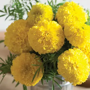 1 Marigold Plants Live, Marigold Flowers Live Plants, Between 4 and 6 Inches Long, Live Yellow Marigold Plants, Easy to Plant