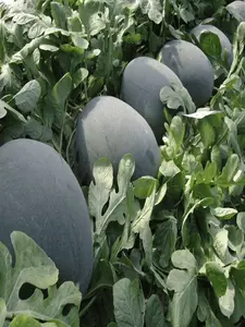 High-Yield Seedless Black Watermelon Seeds Heat Tolerant Uniform Size Crisp Sweet Deep Red Flesh Ideal for Warmer Climates Gardening