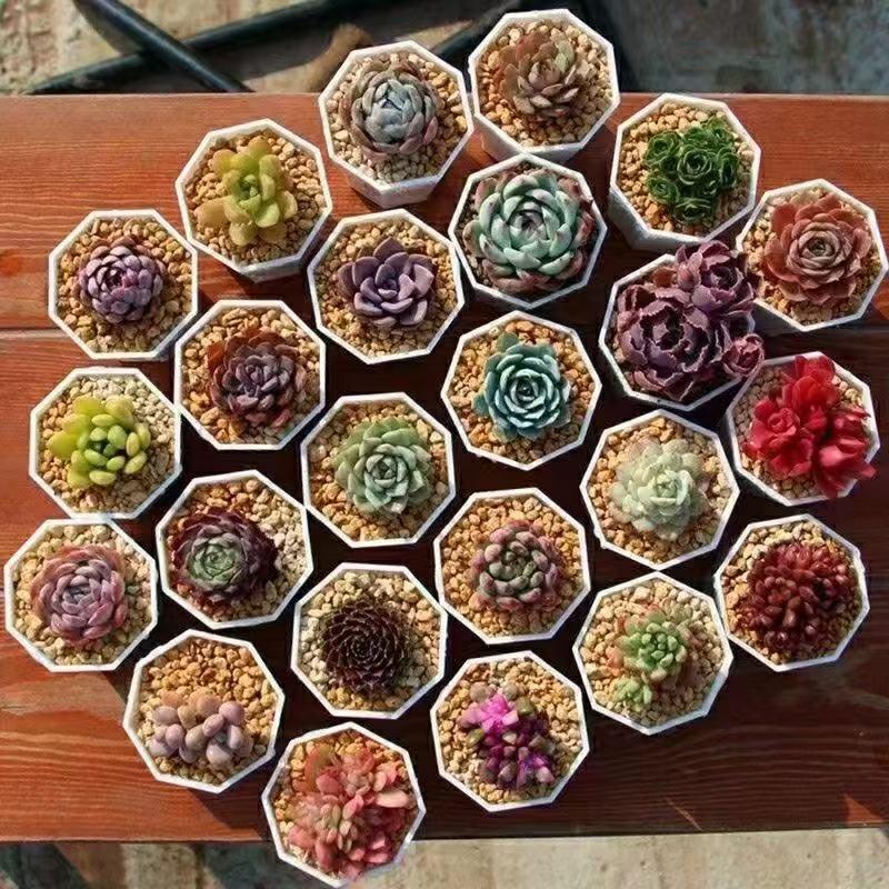 15 Rare Succulent Plants Variety Pack — Live Houseplants Collection with Rosettes & Trailing Succulents for DIY Terrarium Garden