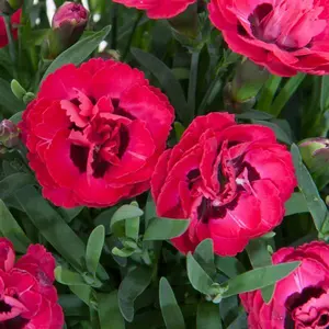 Dianthus ‘Early Love’  - 4" Pot