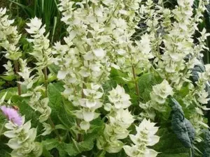 Clary Sage WHITE SWAN Salvia Birds Butterflies Pollinators 200 Seeds