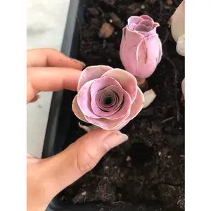 Aeonium Aurea ex El Hierro 'Pink Mountain Rose' Greenovia(green in winter and pink in summer) - April Farm/Rare Succulents