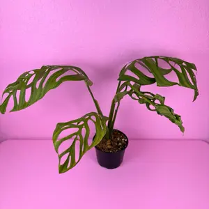 Monstera Esqueleto 6” | Large Fenestrated Monstera | Rare Plant