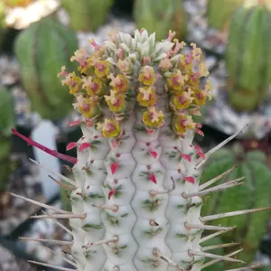 Euphorbia mammillaris variegata