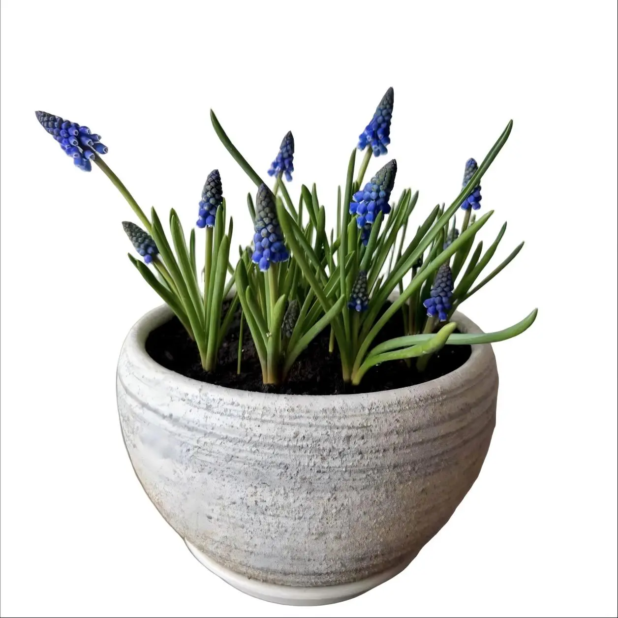 Grape Hyacinth Bulbs, Hardy Perennial Flower Bulbs, Easy to Grow Spring Blooms for Outdoor Garden & Indoor Potted Decor