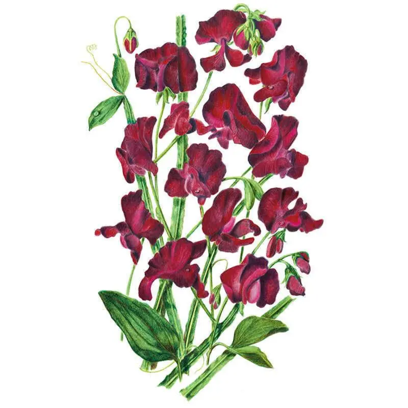 Sturdy Beaujolais Flower Seeds, Long-Stem Variety, Home Garden Supplies for Bouquet Planting, Bouquets