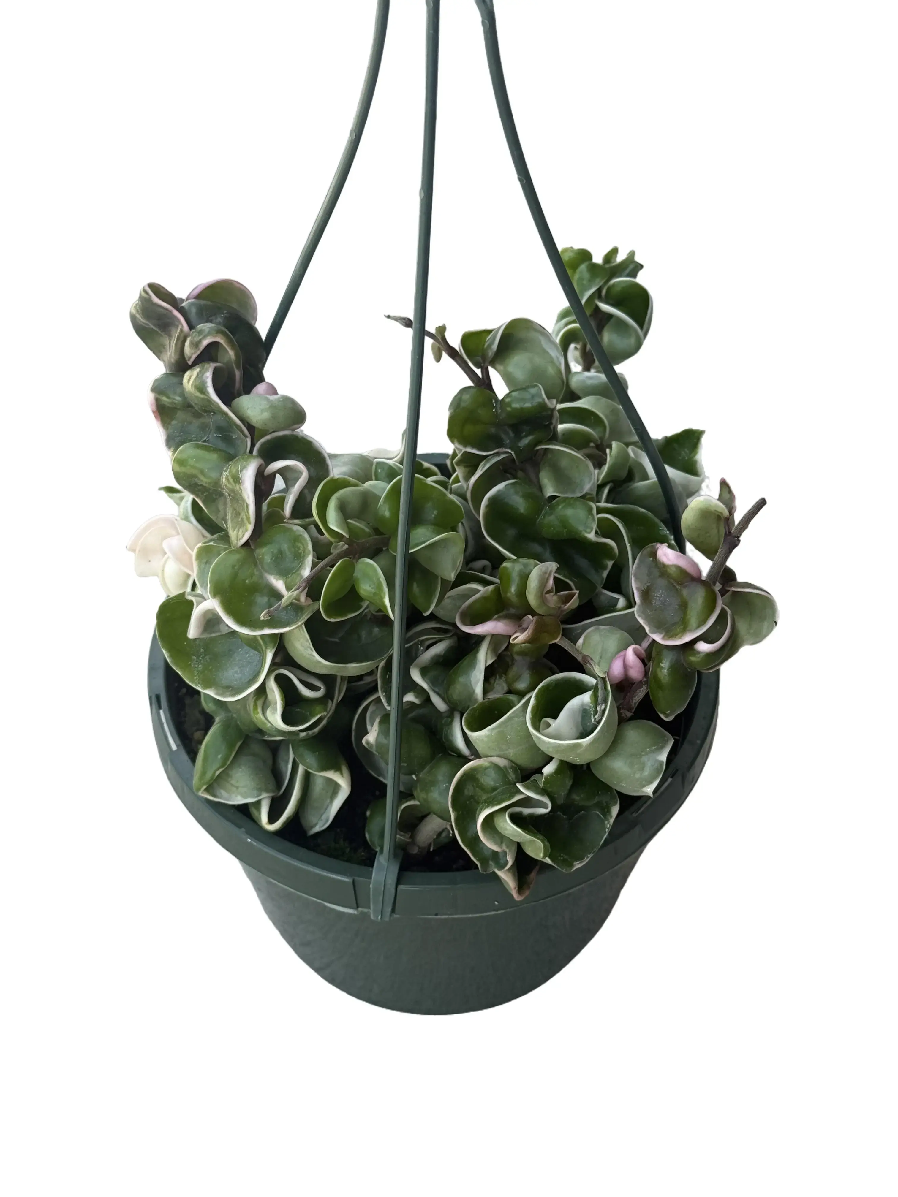 Hindu Rope Variegated 8” Potted Live Plant - Hoya Compacta in a Hanging Basket - Non Toxic, Pet Friendly