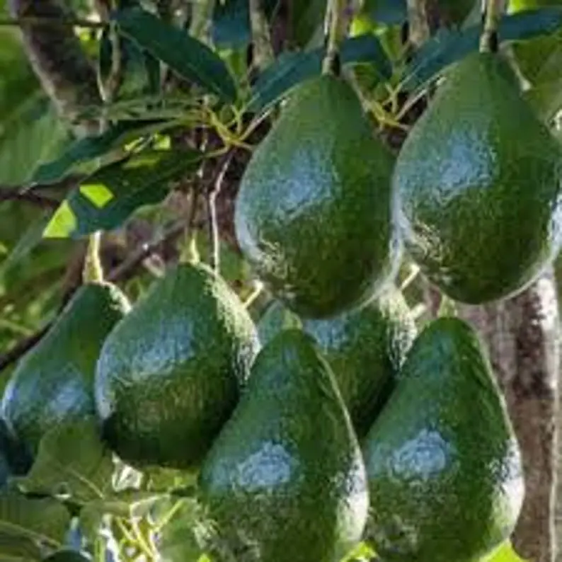 Little Cado Avocado Tree- 1 Feet Tall - Grafted Tree - Ship in Plastic Bag