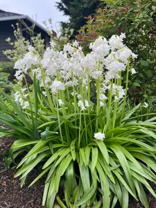 White Spanish Bluebell Bulbs for Planting - Hyacinthoides Hispanica White - Easy to Grow Perennial Flowers for Garden or Container Growing