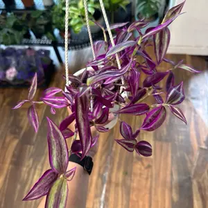 Tradescantia Pink Paradise in a 4.5” Pot Live Houseplants