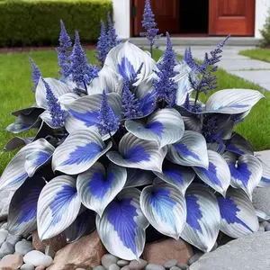 800PCS Hosta Seeds – Perfect for Shade, Easy to Grow, Lush Greenery! 800 premium perennial seeds, thrive in shade, fast-growing, low-maintenance, perfect for creating a lush garden, adding elegance and beauty to your space.