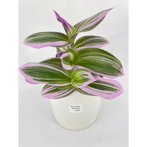 Tradescantia Bubblegum Lilac Nanouk
