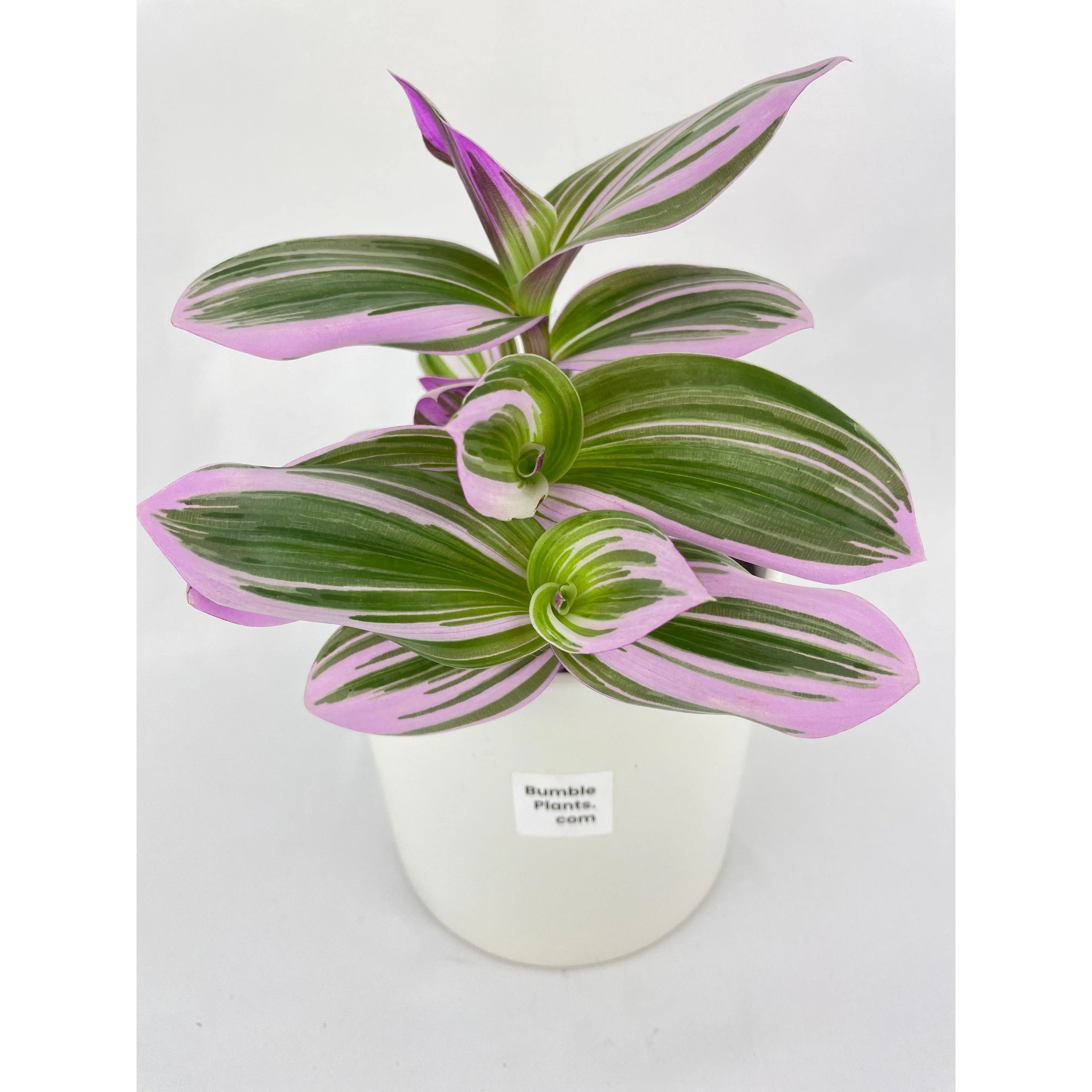 Tradescantia Bubblegum Lilac Nanouk