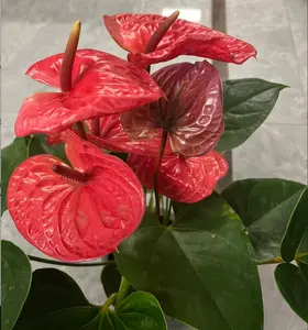 LZ13 / 4 Inch Potted Red Anthurium Live Flowering Houseplant, Flamingo Flower With Glossy Heart Green Leaves And Vibrant Waxy Red Blooms, Humidity Loving Tabletop Decor Plant For Desks, Window Ledges And Small Modern Indoor Living Areas
