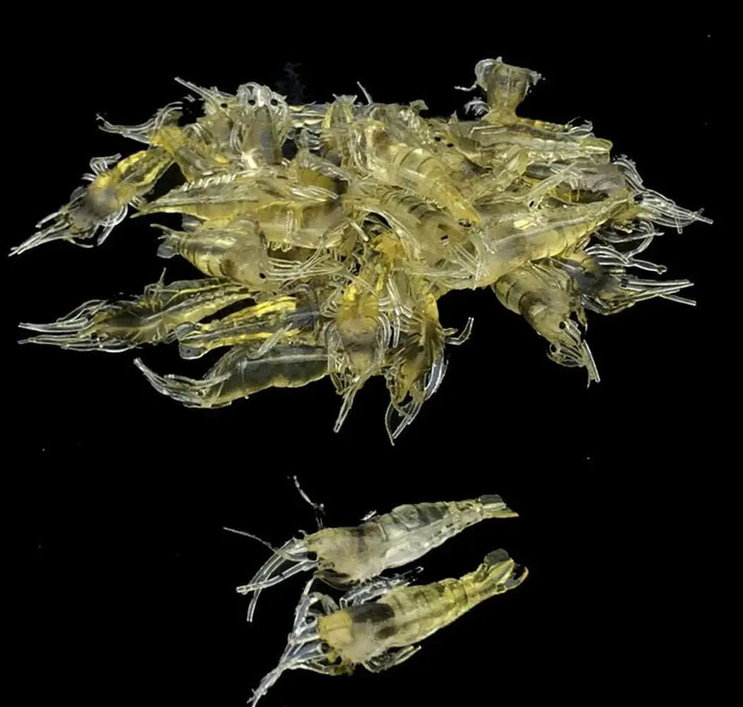 Simulation grass shrimp bait 4 cm soft shrimp bait fishing gear cost-effective convenient soft bait bait Simulation grass shrimp bait 4 cm soft shrimp bait fishing gear cost-effective convenient soft bait bait