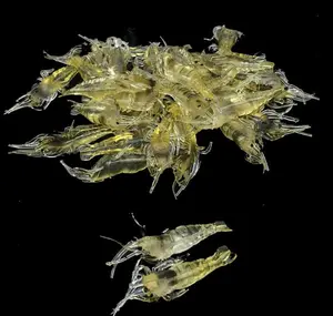 Simulation grass shrimp bait 4 cm soft shrimp bait fishing gear cost-effective convenient soft bait bait
