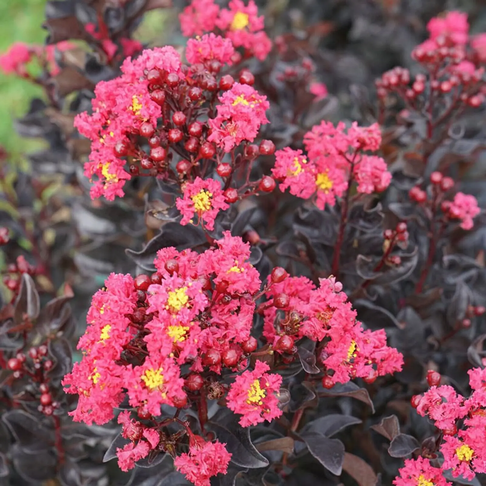 Green River 20 Pink Crape Myrtle Seeds - Crape Myrtle Flower Seed Pack, Heat-Tolerant Bark, Outdoor Tree for Sunny Borders, Perennial Summer Color Bloom