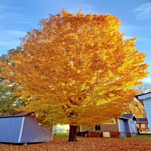 TRIDENT MAPLE TREE SEEDS (Acer buergerianum) Hardy Fall Colors Bonsai Plant