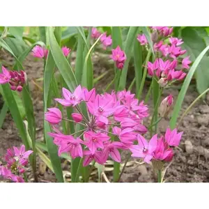ALLIUM Ostrowskianum, PERENNIAL flowers BULBS