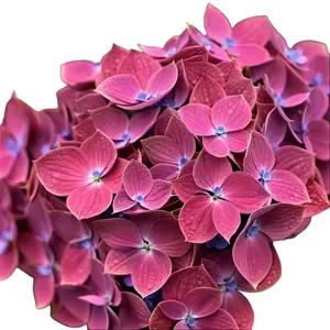 Green River 5 Pink Blue Hydrangea Seeds - Perennial Flower Seed Pack, Non-GMO, Ornamental Garden, Colorful Summer Blossoms