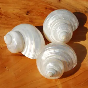 ONE 2" Pearlized Silvermouth Turbo Shell, Polished Mother of Pearl Turbo argyrostoma Seashell