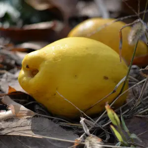 Quince Seeds (Cydonia oblonga) Hardy fruiting tree producing aromatic yellow fruits ideal for preserves, jellies, and traditional culinary uses