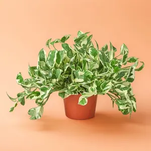 Pothos N'Joy - Medium, Trailing Pothos, Pet Friendly, Air Purifying, Beginner Friendly, Bright Light, Perfect Gift, Houseplant for Hanging Baskets