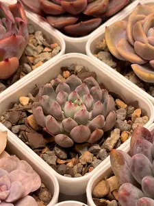 Echeveria 'Anthohny Quinn'