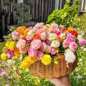 10000 Mixed Moss Rose Seeds - Open Pollinated & Heirloom Varieties - Attracts Wildlife