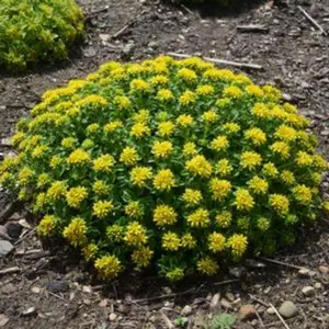 Little Miss Sunshine Stonecrop Sedum