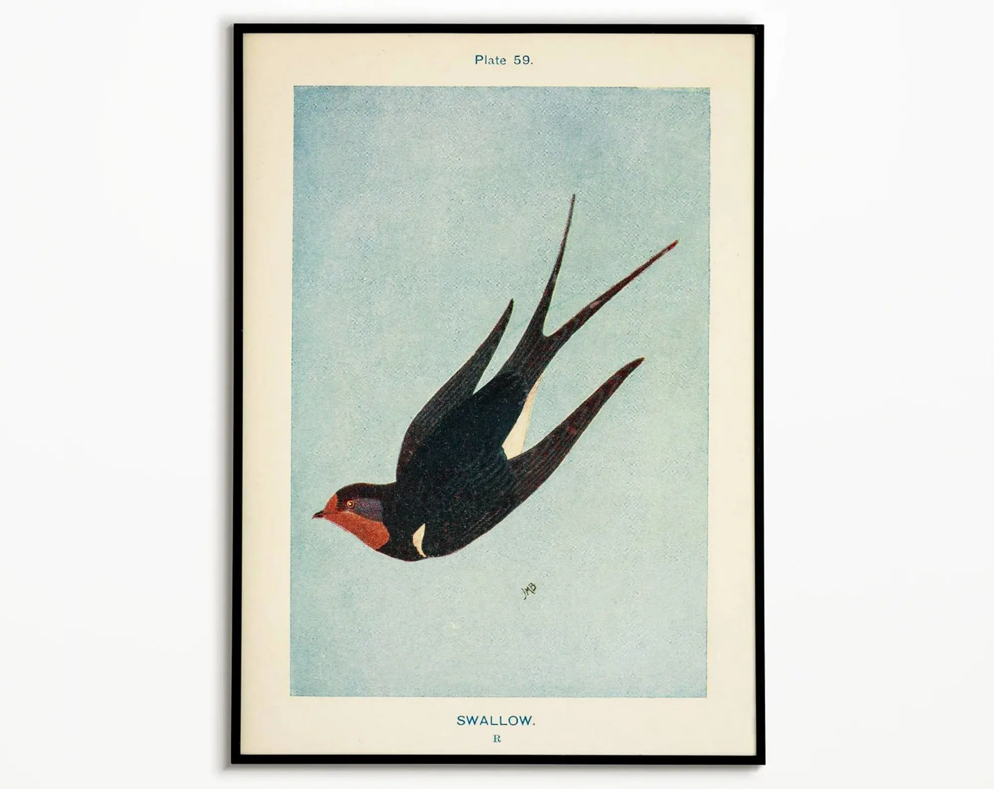 Vintage Swallow Art Print: Antique Bird Poster