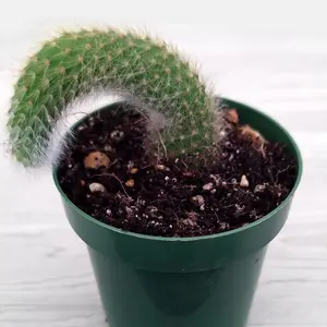 Cactus Plant - Monkey Tail - 4 inch + Long - Live Plants In 3" Pot