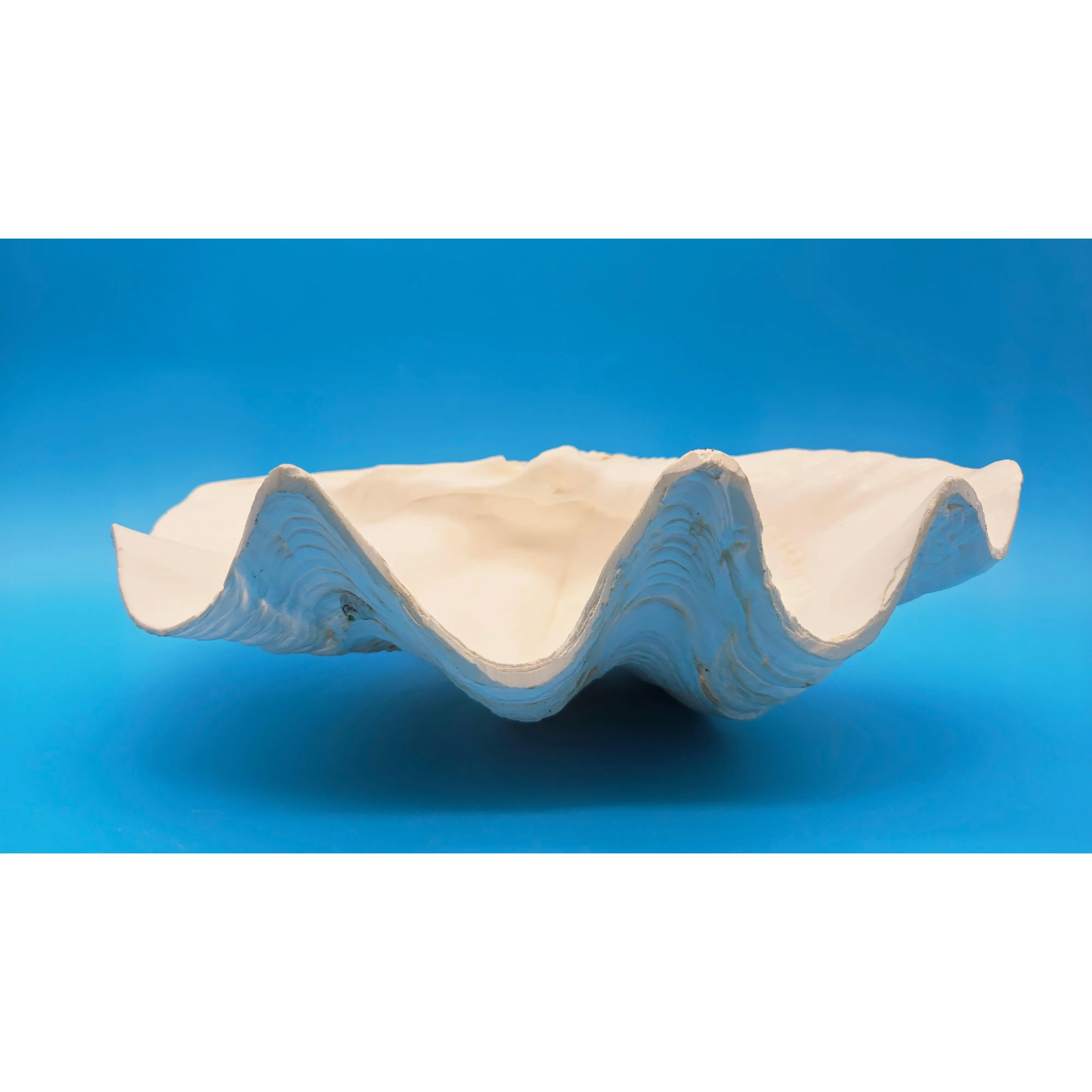 Giant Clam Shell Single Half (Tridacna gigas)