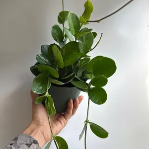 Hoya Australis Green 6" Pet Safe House Plant with Unique Leaves for Indoor Home Decoration