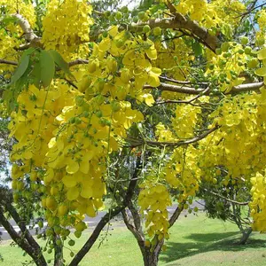 Cassia fistula - Golden shower - purging cassia - Indian laburnum - Kani Konna -  pudding-pipe tree LIVE PLANT ORNAMENTAL 2-3 ft